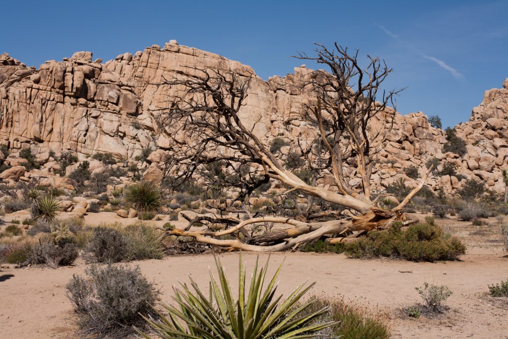 west coast swing joshua tree