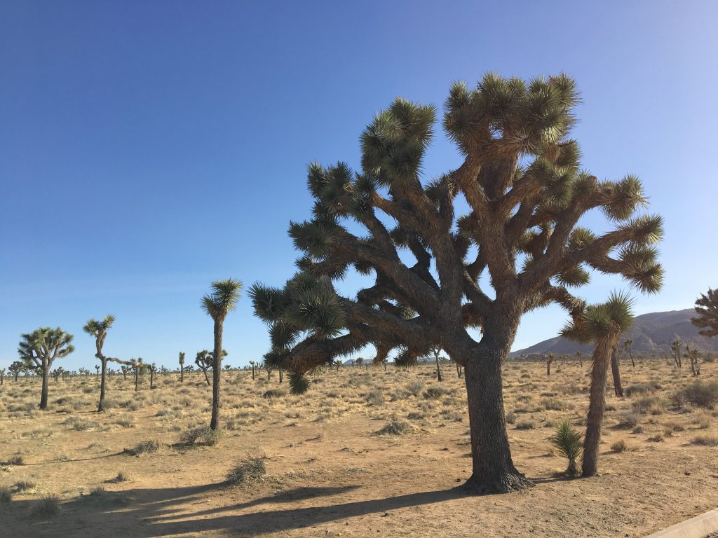 west coast swing joshua tree